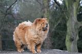 CHOW CHOW 586